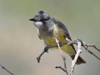 Kingbird.jpg
