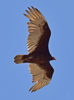 Vulture2.jpg