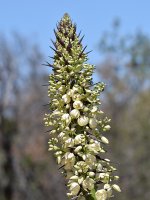 Yucca.jpg