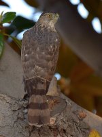 CoopersHawk.jpg