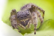 pelos de la araña.jpg