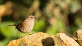 DSC_7349.jpg