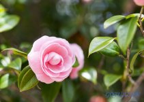 Sigma 85mm f1.4HSM.jpg