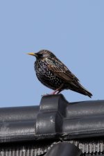 DSC_2211.jpg