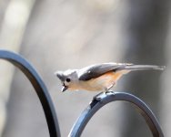 Tufted Timouse.jpg