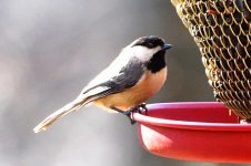 Black Capped Chickadee 2.jpg