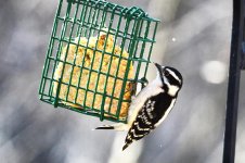 Downy Woodpecker (female).jpg