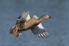 DSC_2339.jpg