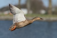 DSC_2341.jpg