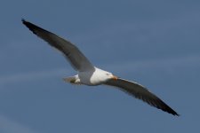 DSC_2315.jpg
