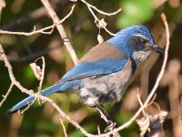 Jay3.jpg