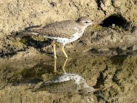 Sandpiper2.jpg