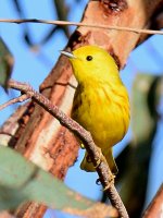 YellowWarbler.jpg
