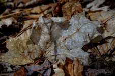 spring leaves 2.jpg