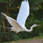 Egret2.jpg