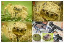 examples Macro.jpg