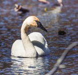 03swan-0264.jpg