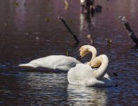 04swan-0292.jpg
