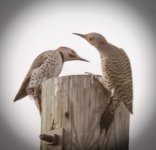flickers-7596.jpg