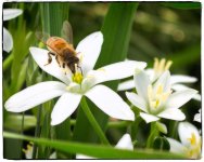 Bees1.jpg