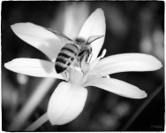 Bees3.jpg