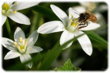 Bees4.jpg