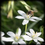 Bees6.jpg