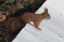 DSC_2430-1.jpg