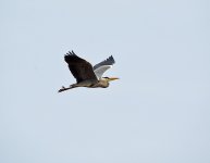 DSC_7868.jpg