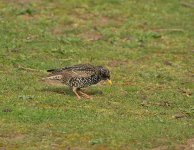 DSC_7807.jpg