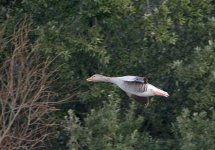 DSC_7921.jpg