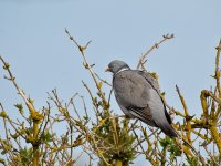 DSC_7865.jpg