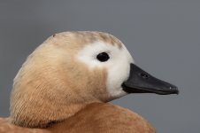 DSC_2547.jpg