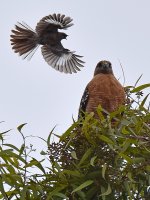 Hawk3.jpg