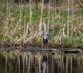 DSC_1878.jpg