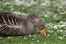 DSC_2518-1.jpg