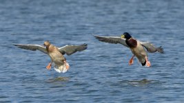 DSC_2276.jpg
