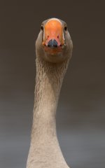 DSC_2541.jpg