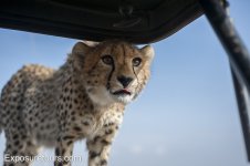cheetah looking in.JPG