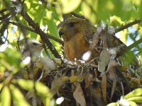 HawkBabies7.jpg