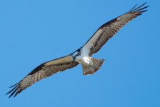OspretFly-1.jpg