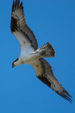 OspretFly-2.jpg