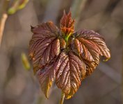 DSC_7991.jpg