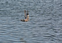 DSC_7976.jpg