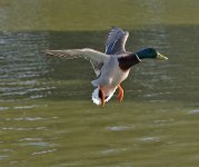 DSC_8032.jpg
