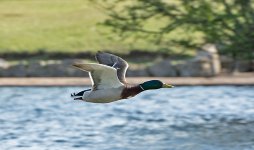 DSC_8040.jpg