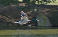DSC_8041.jpg
