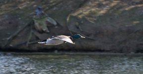 DSC_8042.jpg