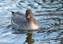 DSC_7970.jpg