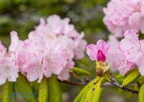 85mm f14 flower.jpg